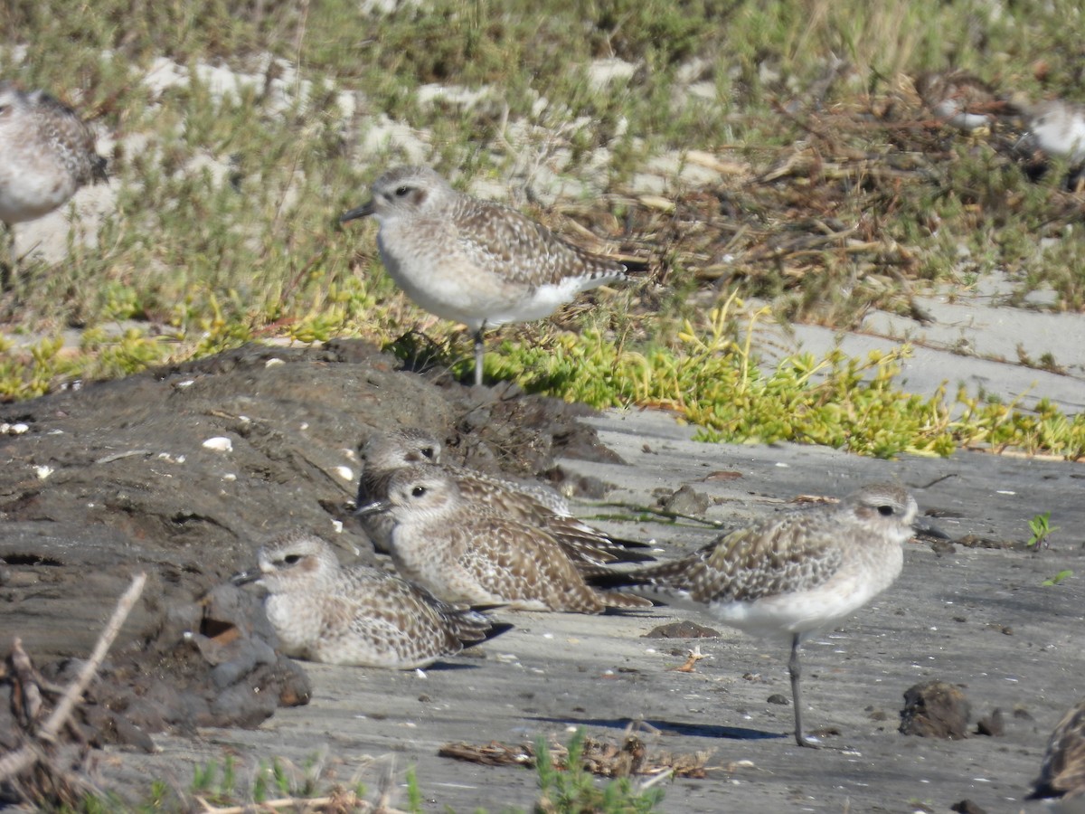 Chorlito Gris - ML646496684