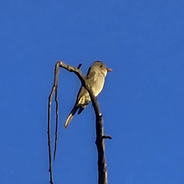 Moucherolle de Coues - ML646496719