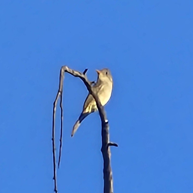 Moucherolle de Coues - ML646496720