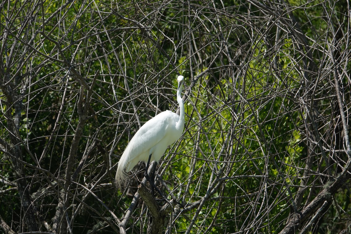 ダイサギ - ML646496752