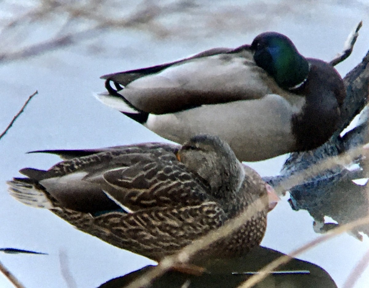 stokkand - ML646496758