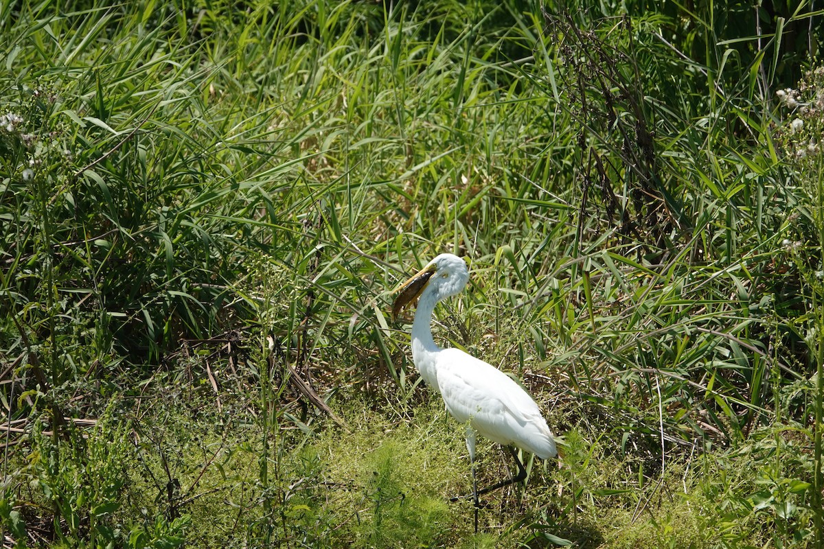 ダイサギ - ML646496759