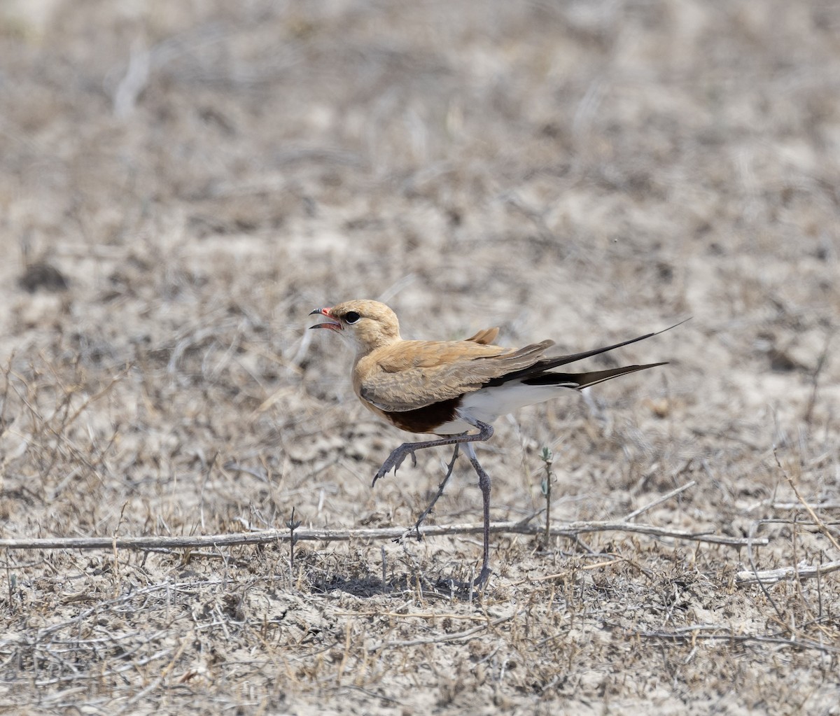 Australian Pratincole - ML646496760
