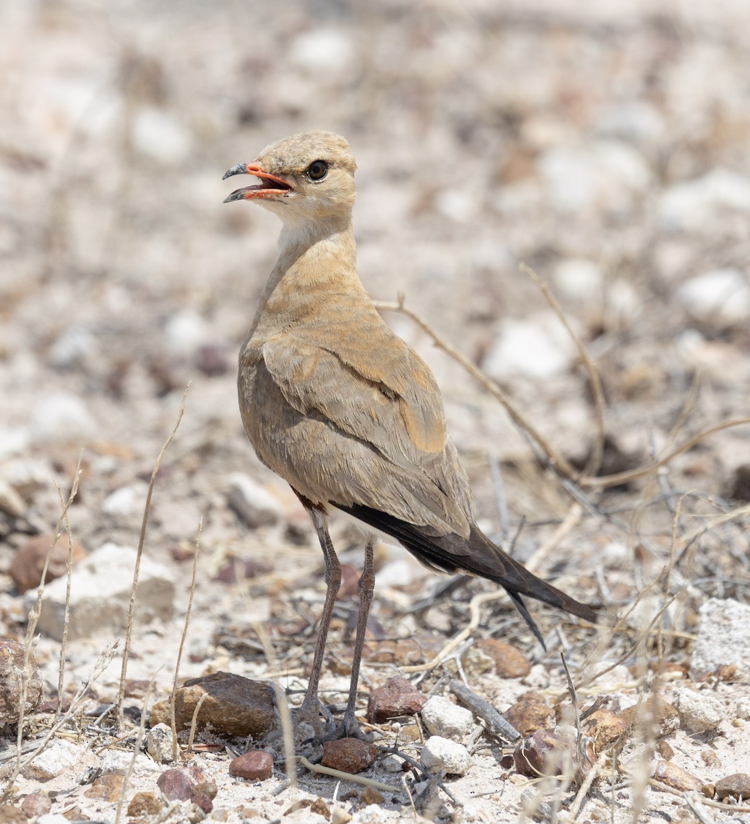 Australian Pratincole - ML646496762