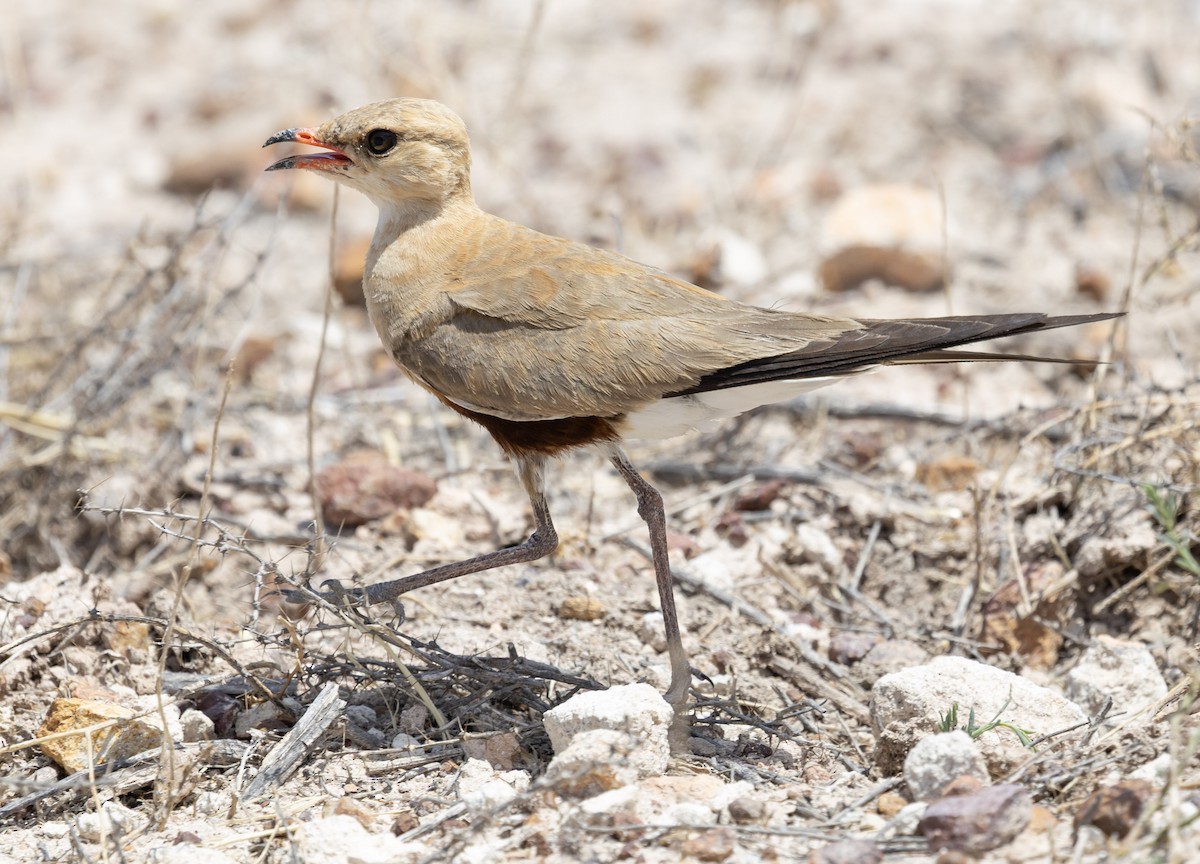 Australian Pratincole - ML646496763