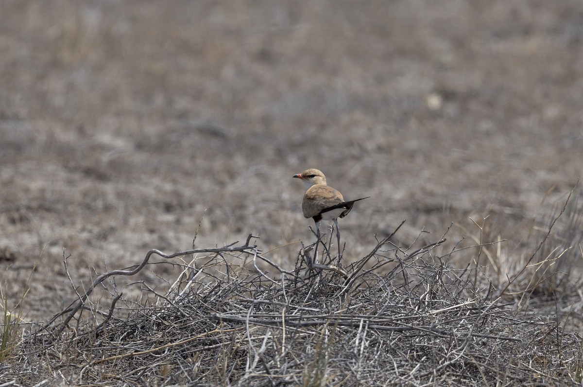 Australian Pratincole - ML646496764