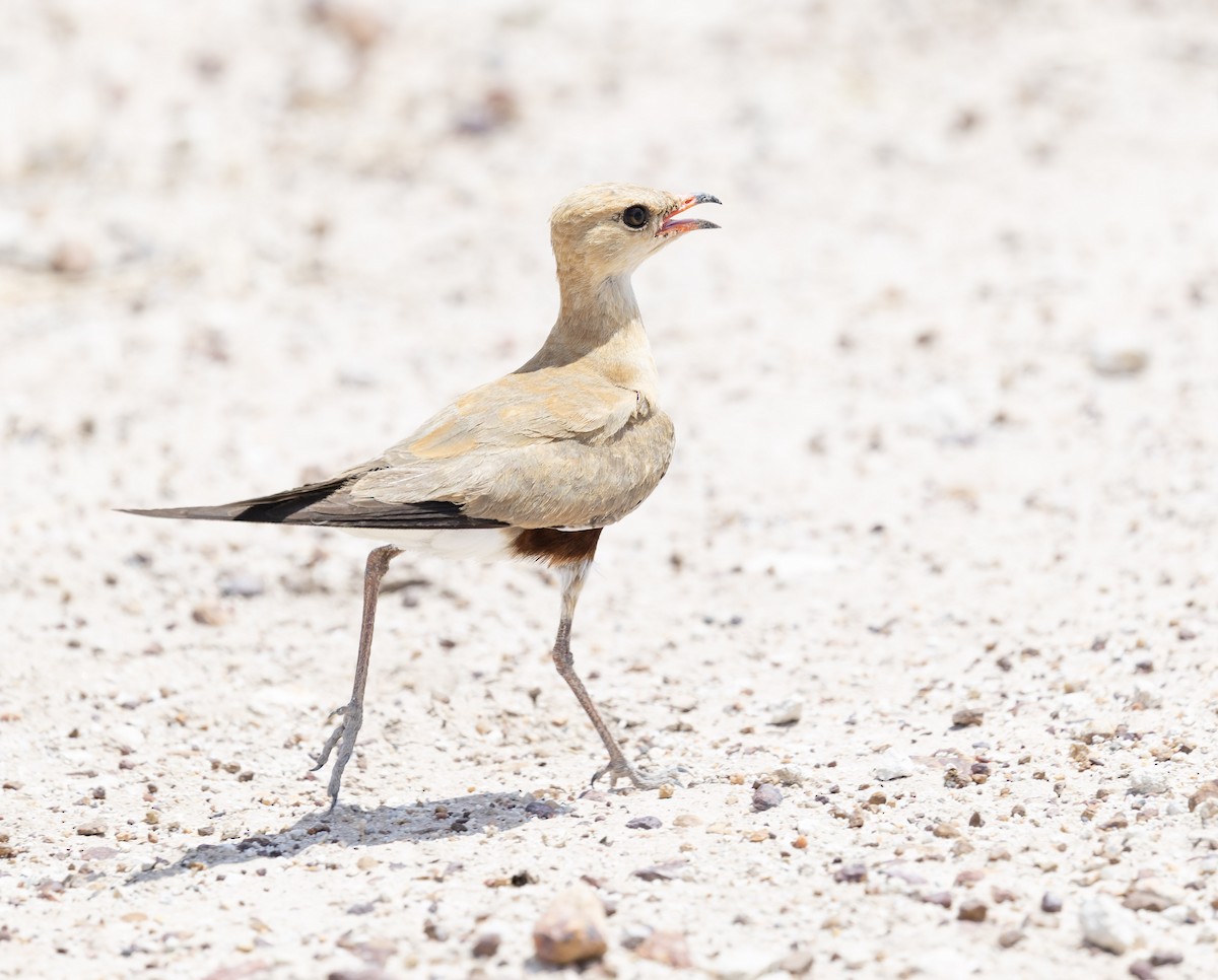 Australian Pratincole - ML646496765