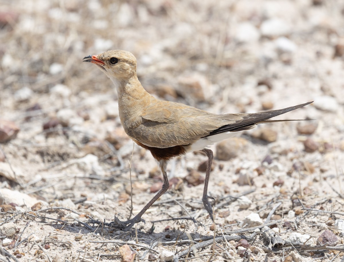 Australian Pratincole - ML646496767