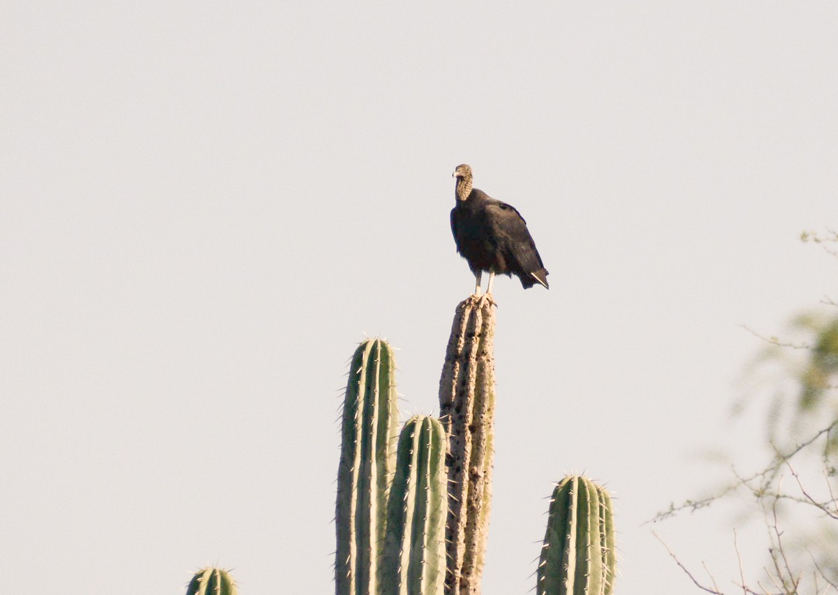 Urubu noir - ML646496771