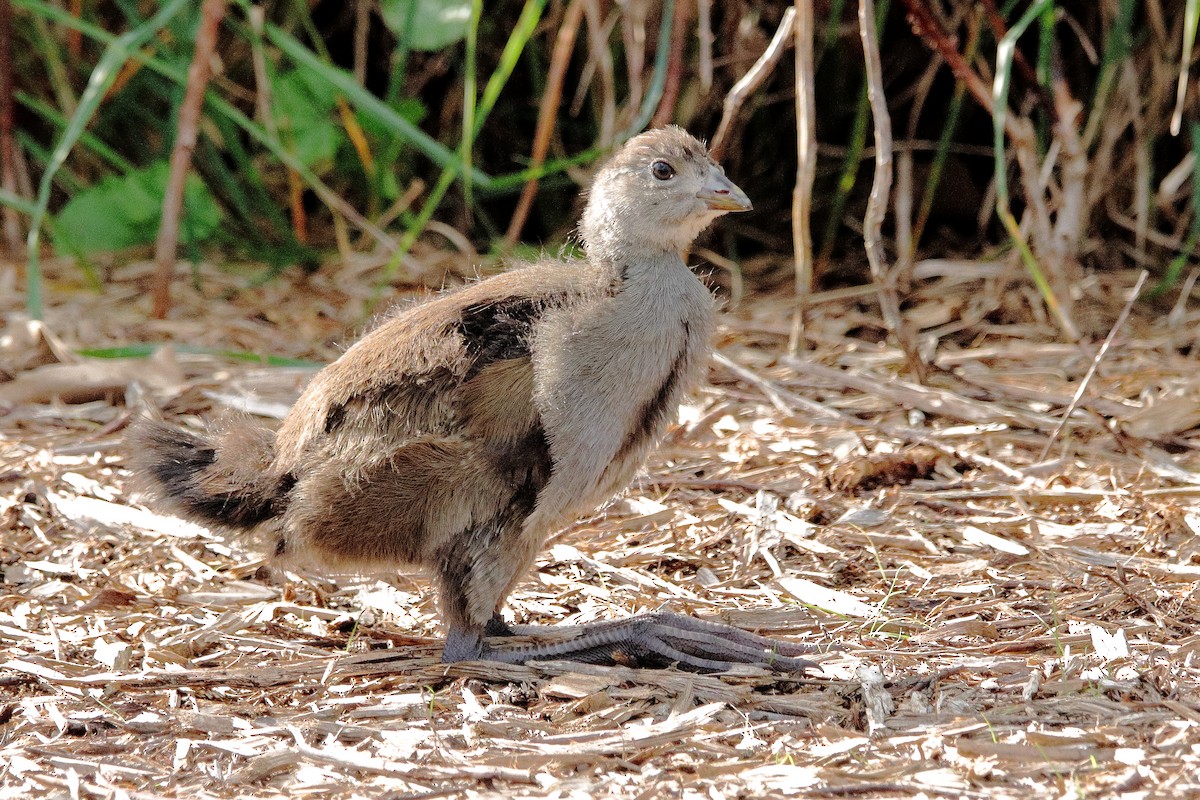 Tasmanian Nativehen - ML646496772