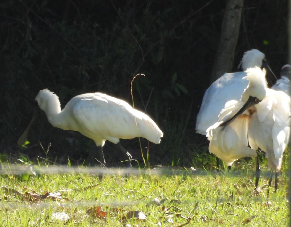 Royal Spoonbill - ML646496787