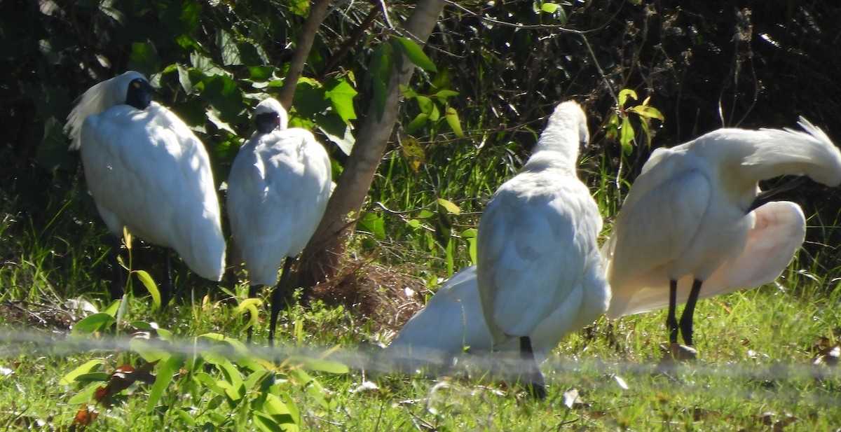 Royal Spoonbill - ML646496788