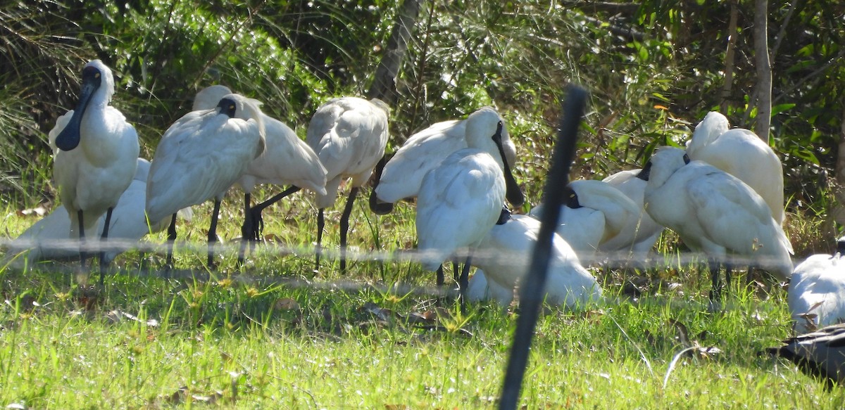 Royal Spoonbill - ML646496789