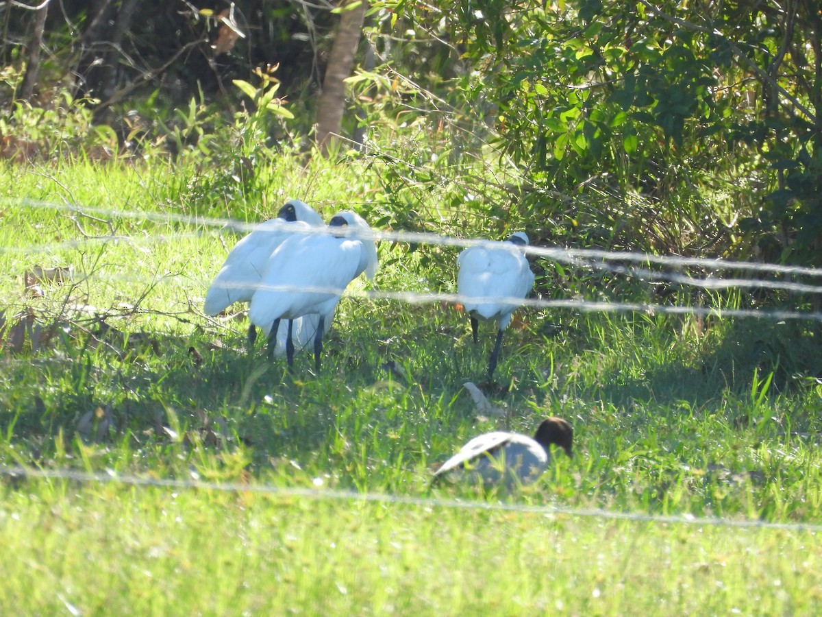 Royal Spoonbill - ML646496790