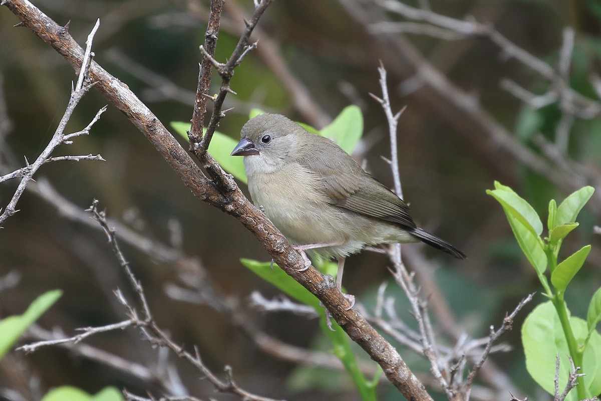 Green Avadavat - ML646496793