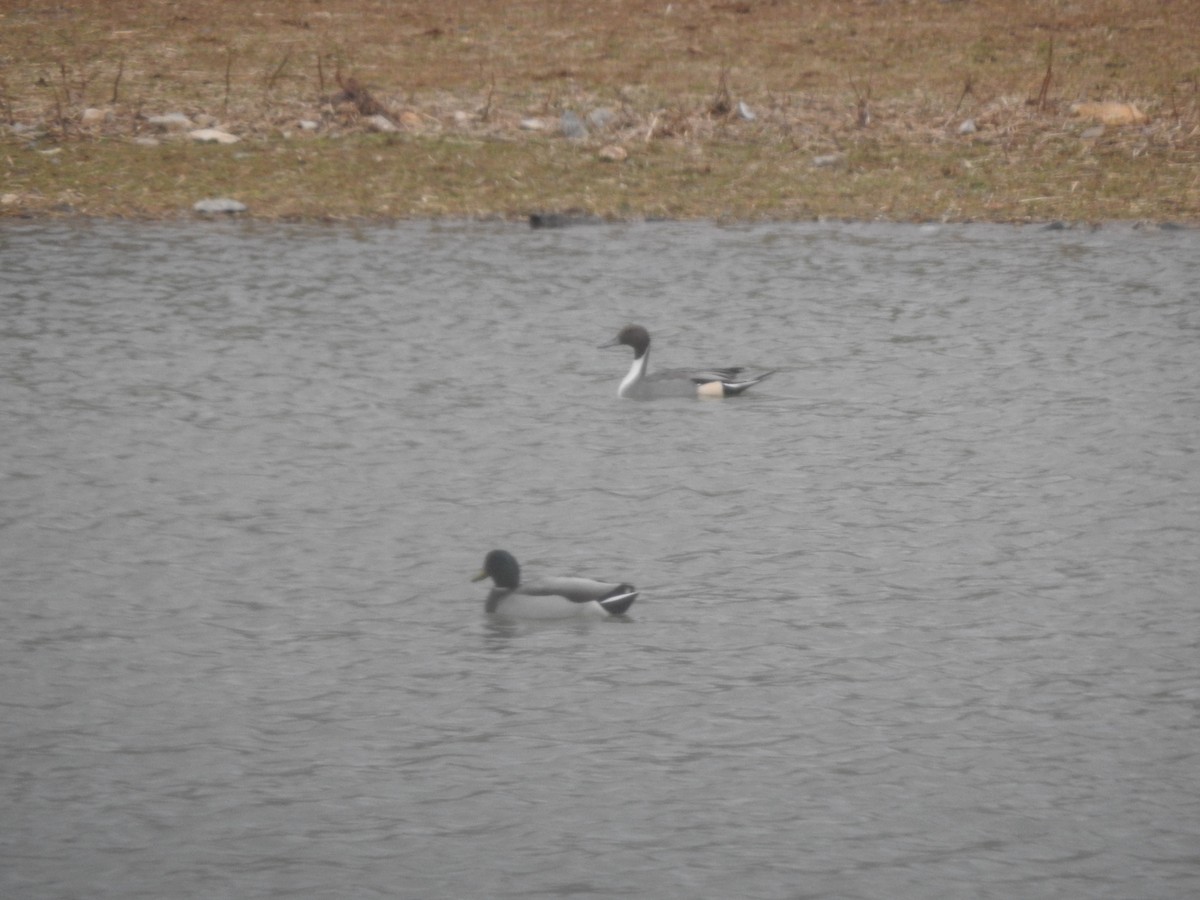 Northern Pintail - ML646496800