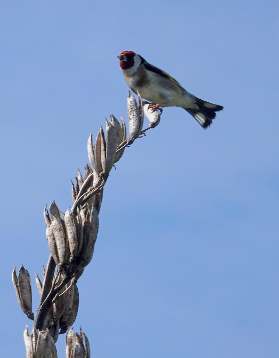 ゴシキヒワ - ML646496802