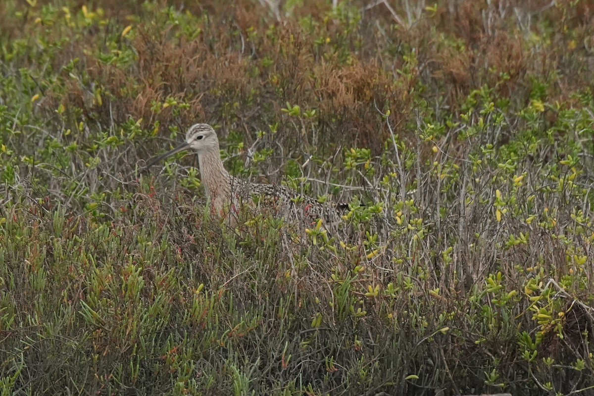 Long-billed Curlew - ML646496806