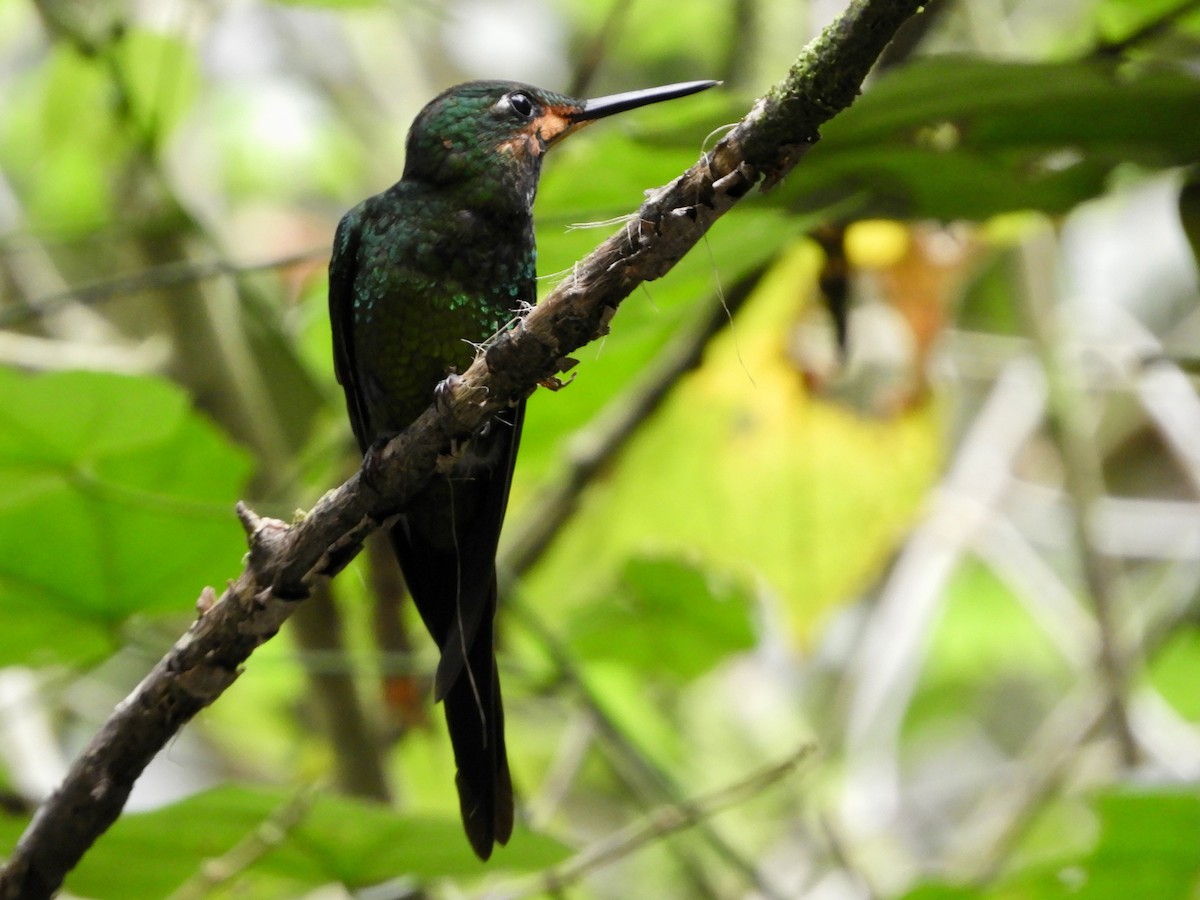 Empress Brilliant - ML646496811