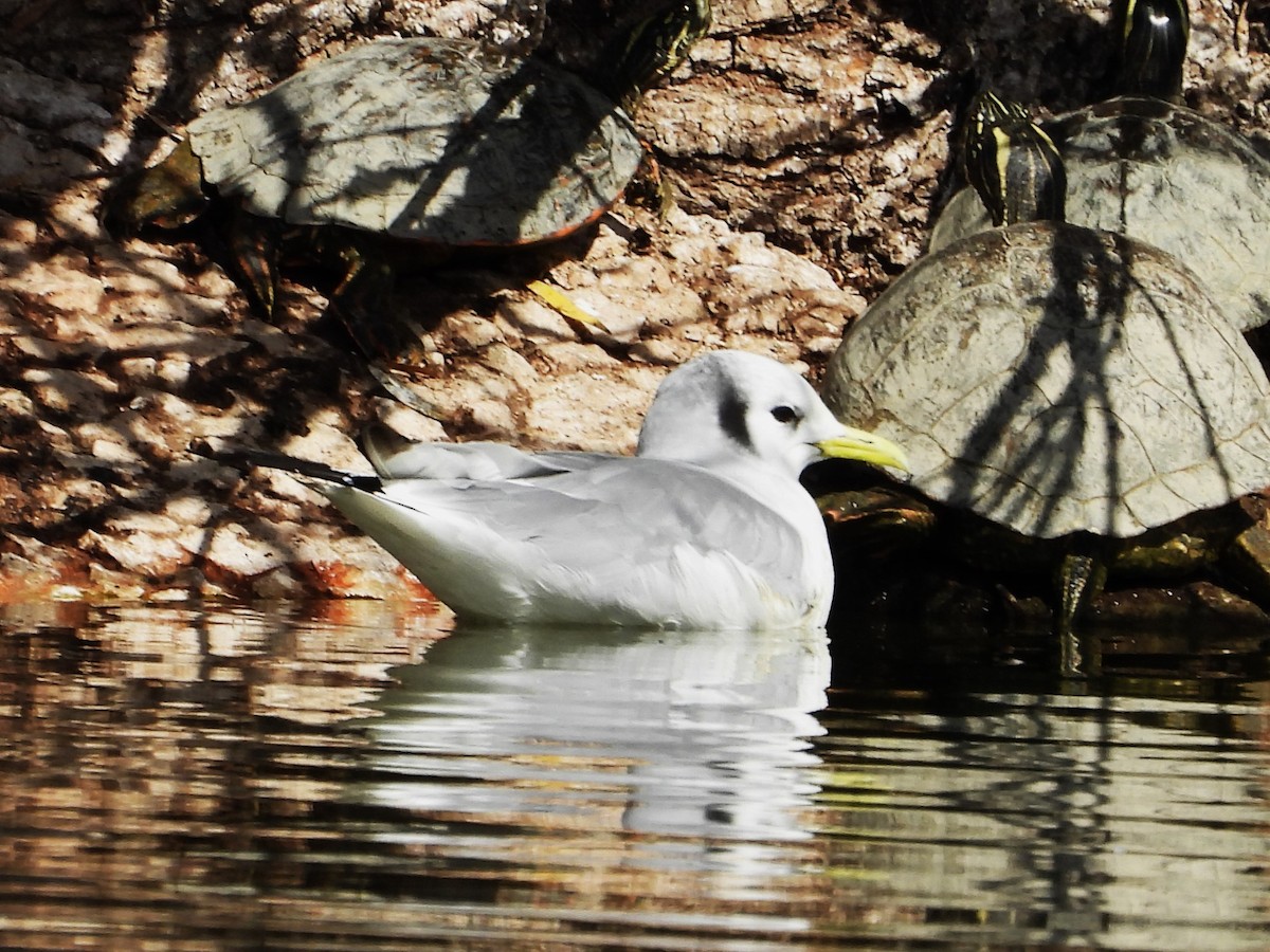 Gaviota Tridáctila - ML646496831