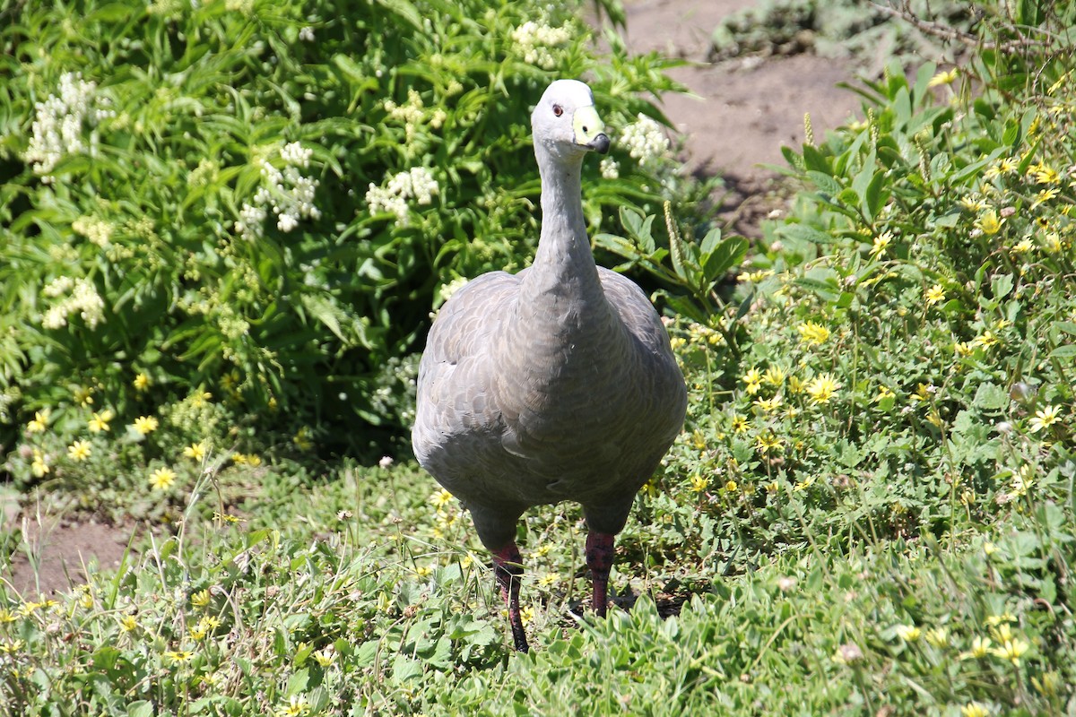 Cape Barren Goose - ML646496832