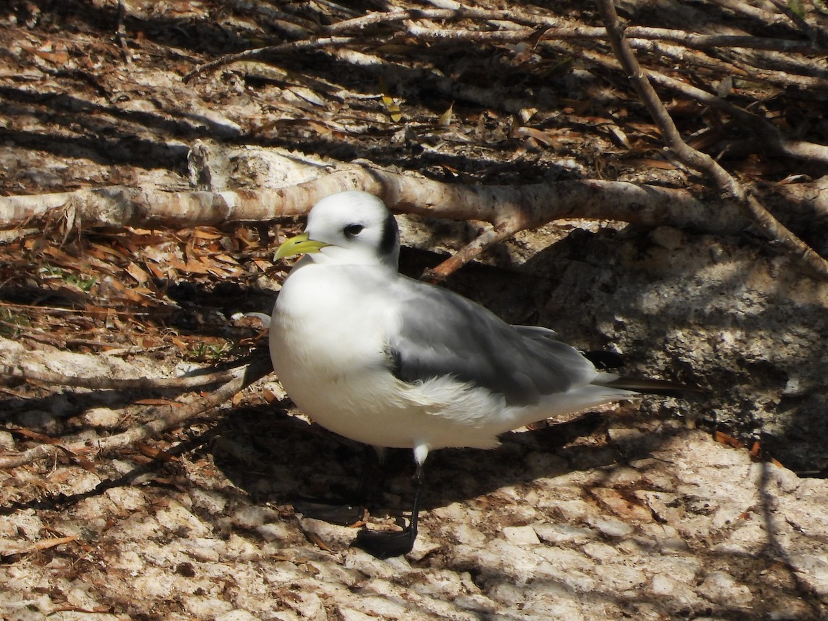 Gaviota Tridáctila - ML646496833