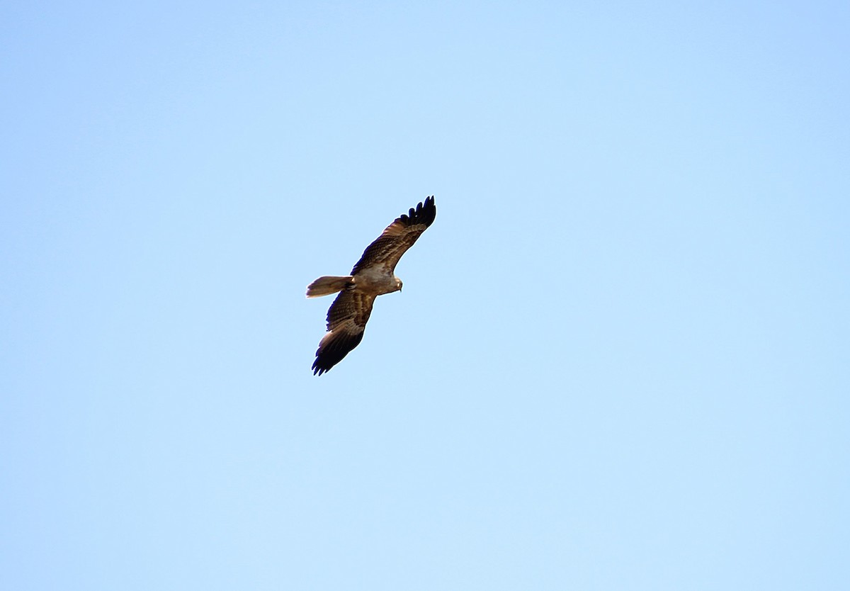 Whistling Kite - ML646496837