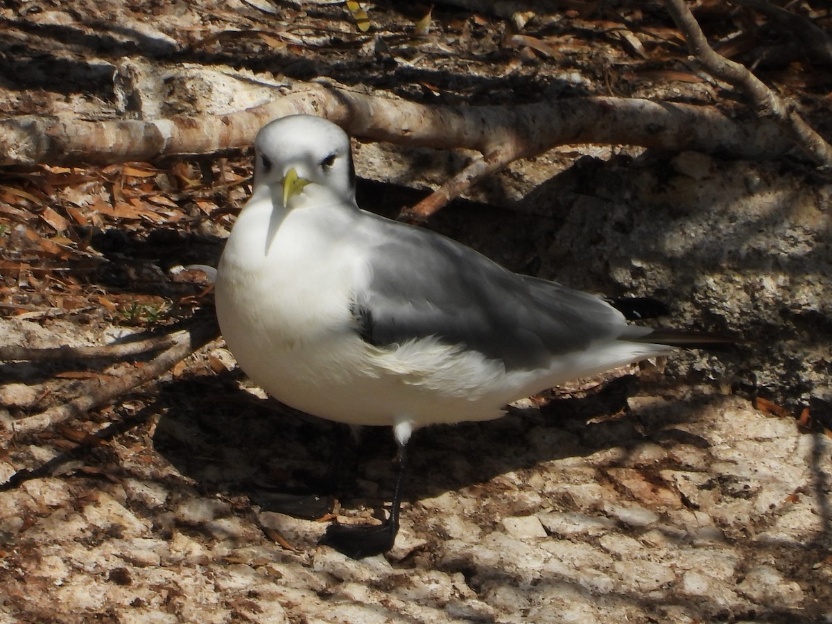 Gaviota Tridáctila - ML646496839
