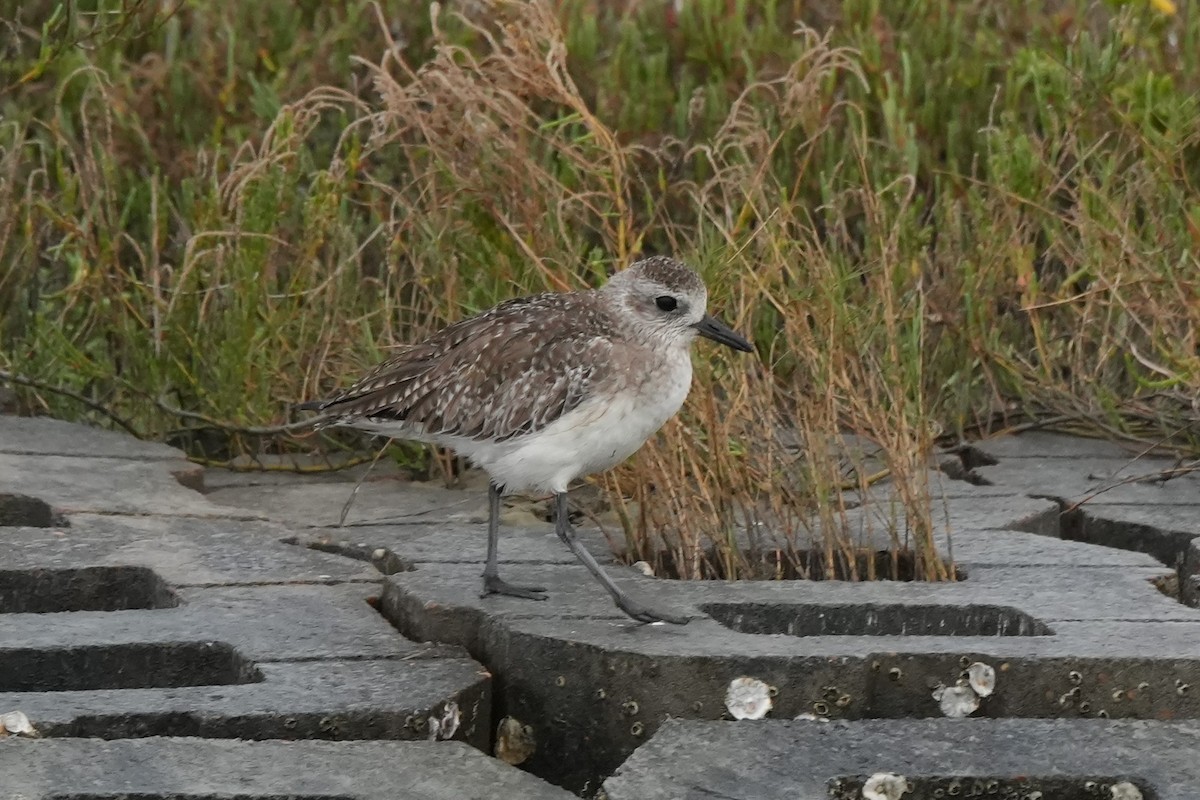 Black-bellied Plover - ML646496840