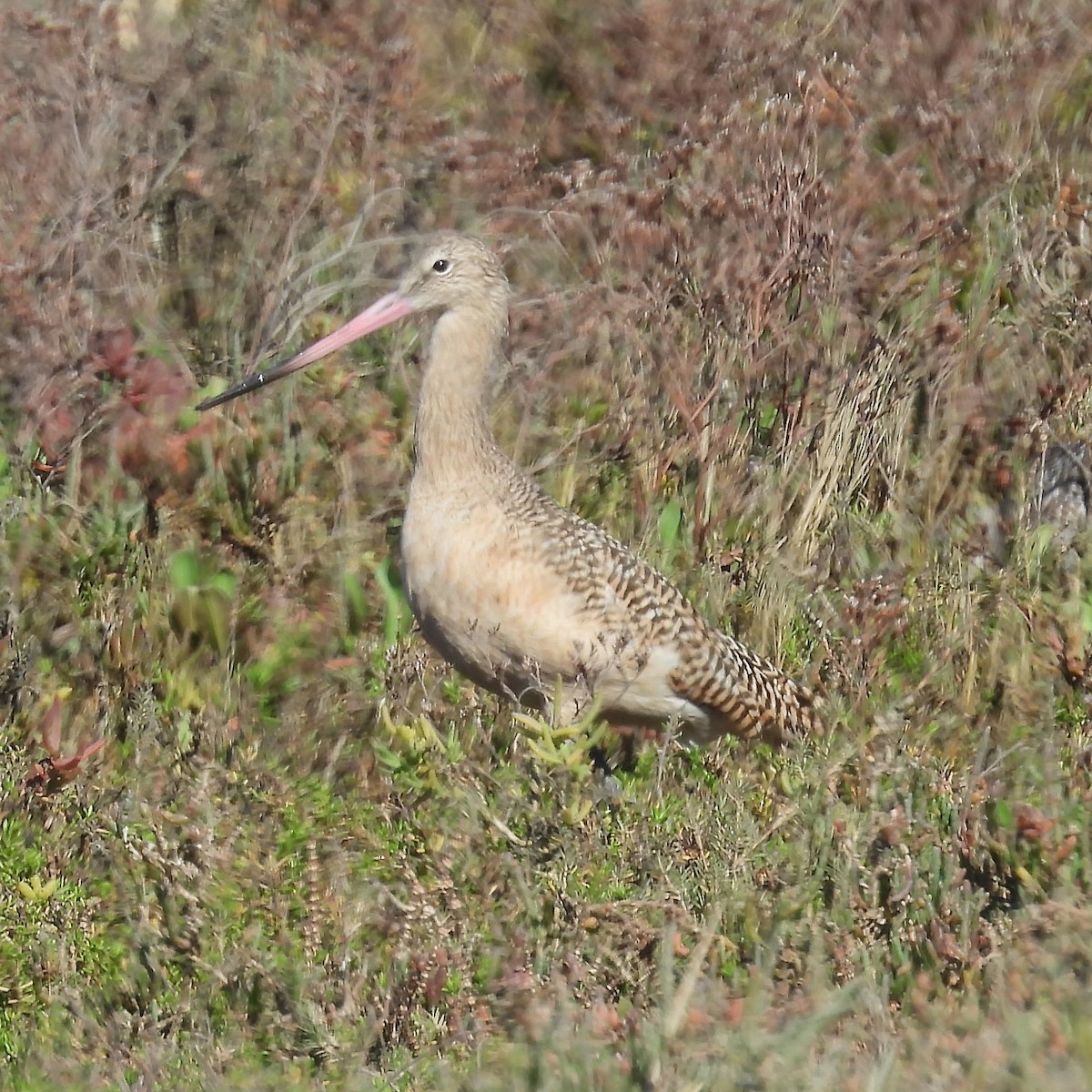 Aguja Canela - ML646496841