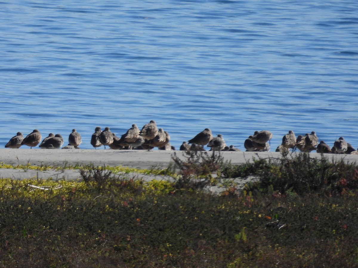 Aguja Canela - ML646496842