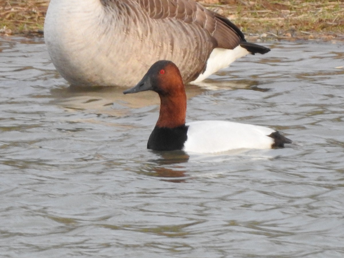 Canvasback - ML646496843