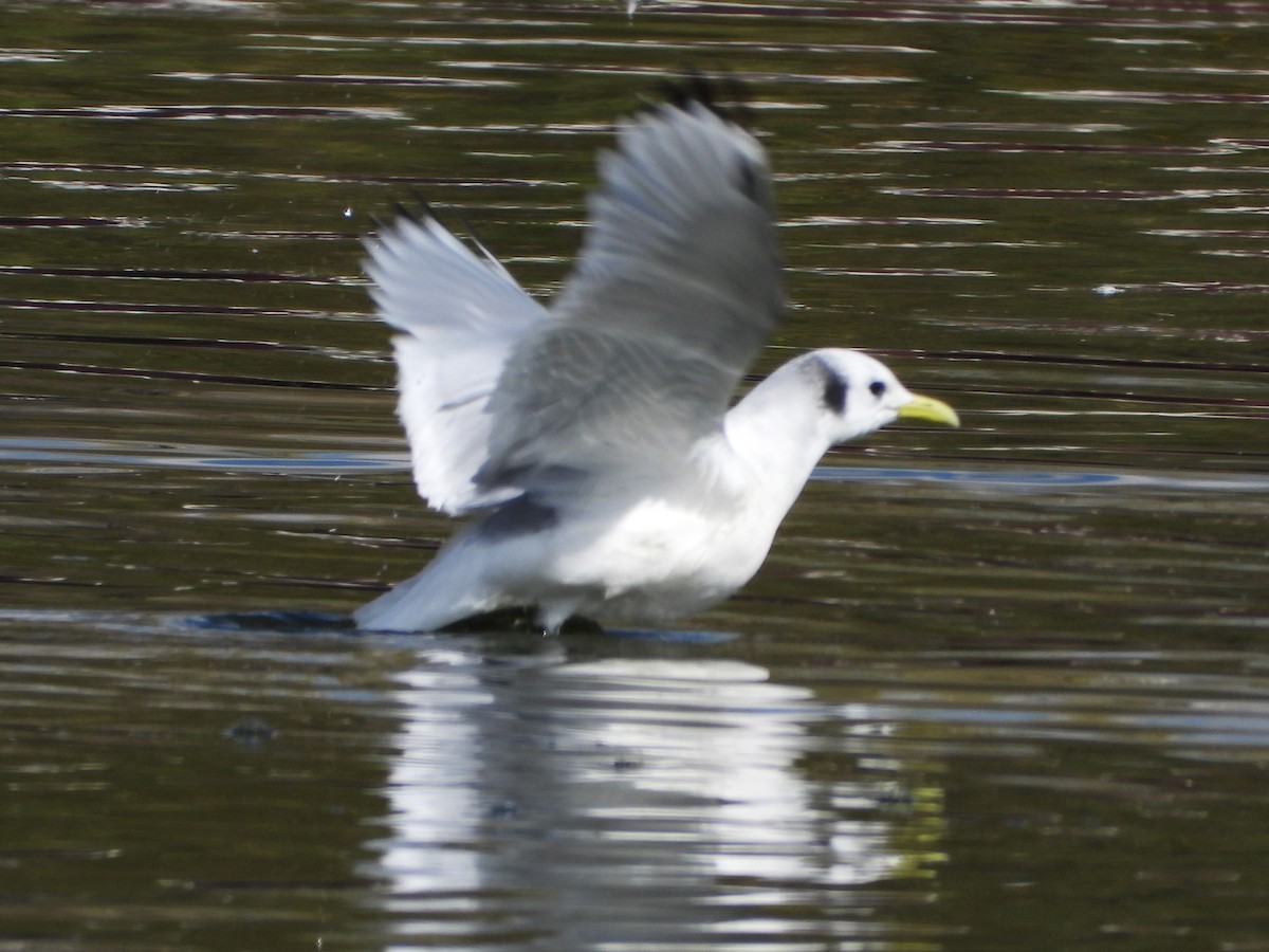Gaviota Tridáctila - ML646496844
