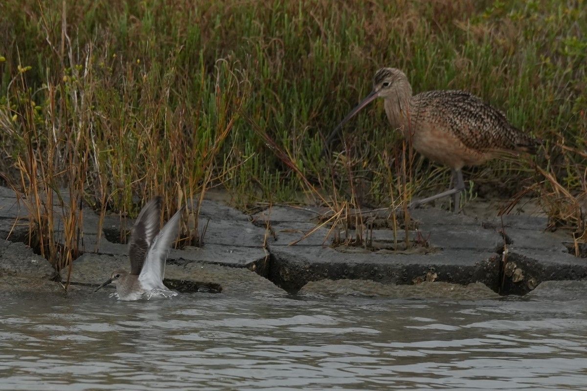 Black-bellied Plover - ML646496846
