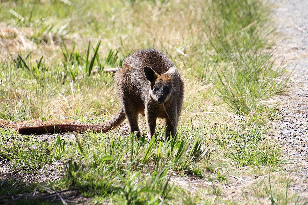 Swamp Wallaby - ML646496847