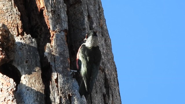 Carpintero de Lewis - ML646496848