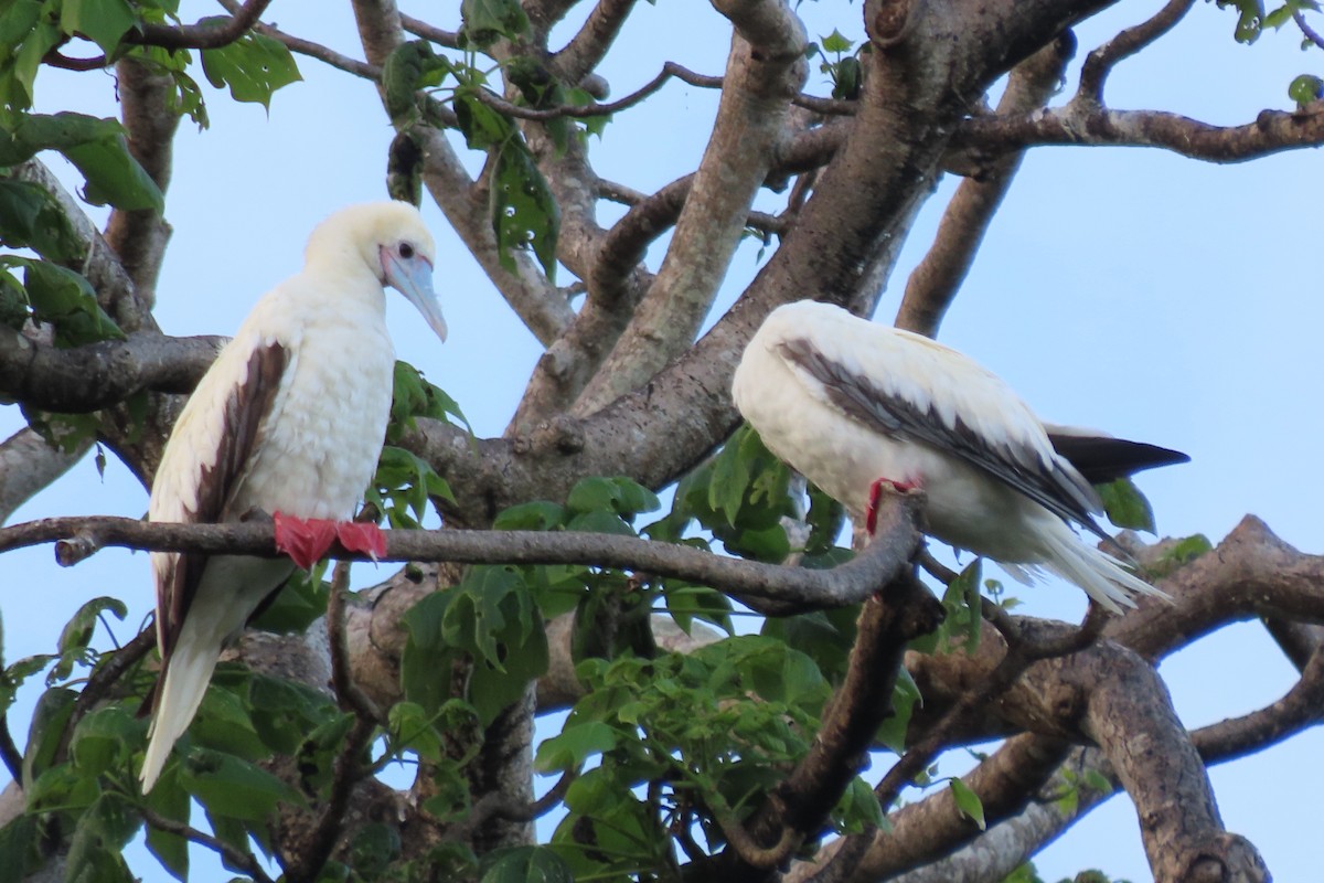 סולה אדומת-רגל - ML646496854