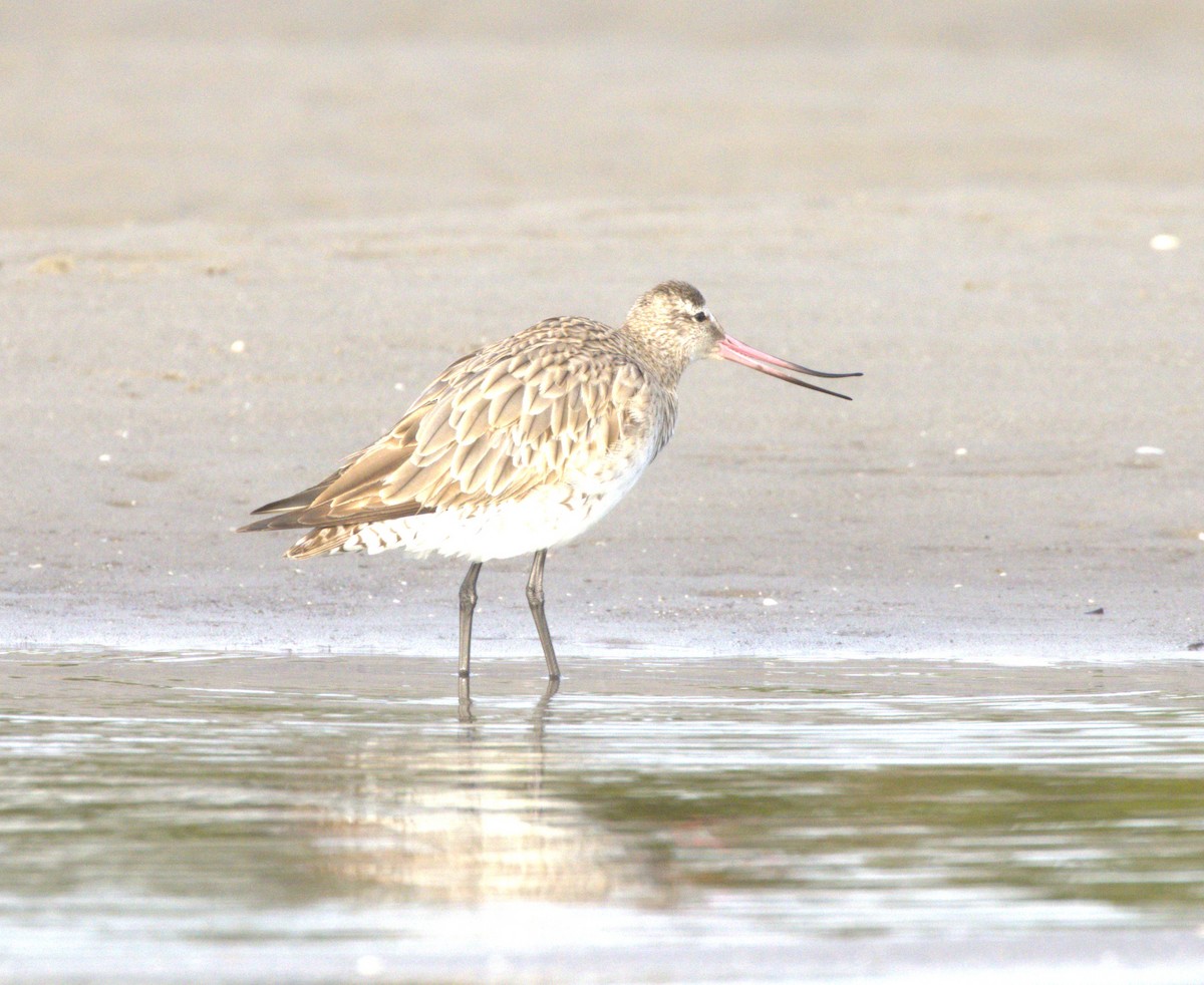 Bar-tailed Godwit - ML646496857