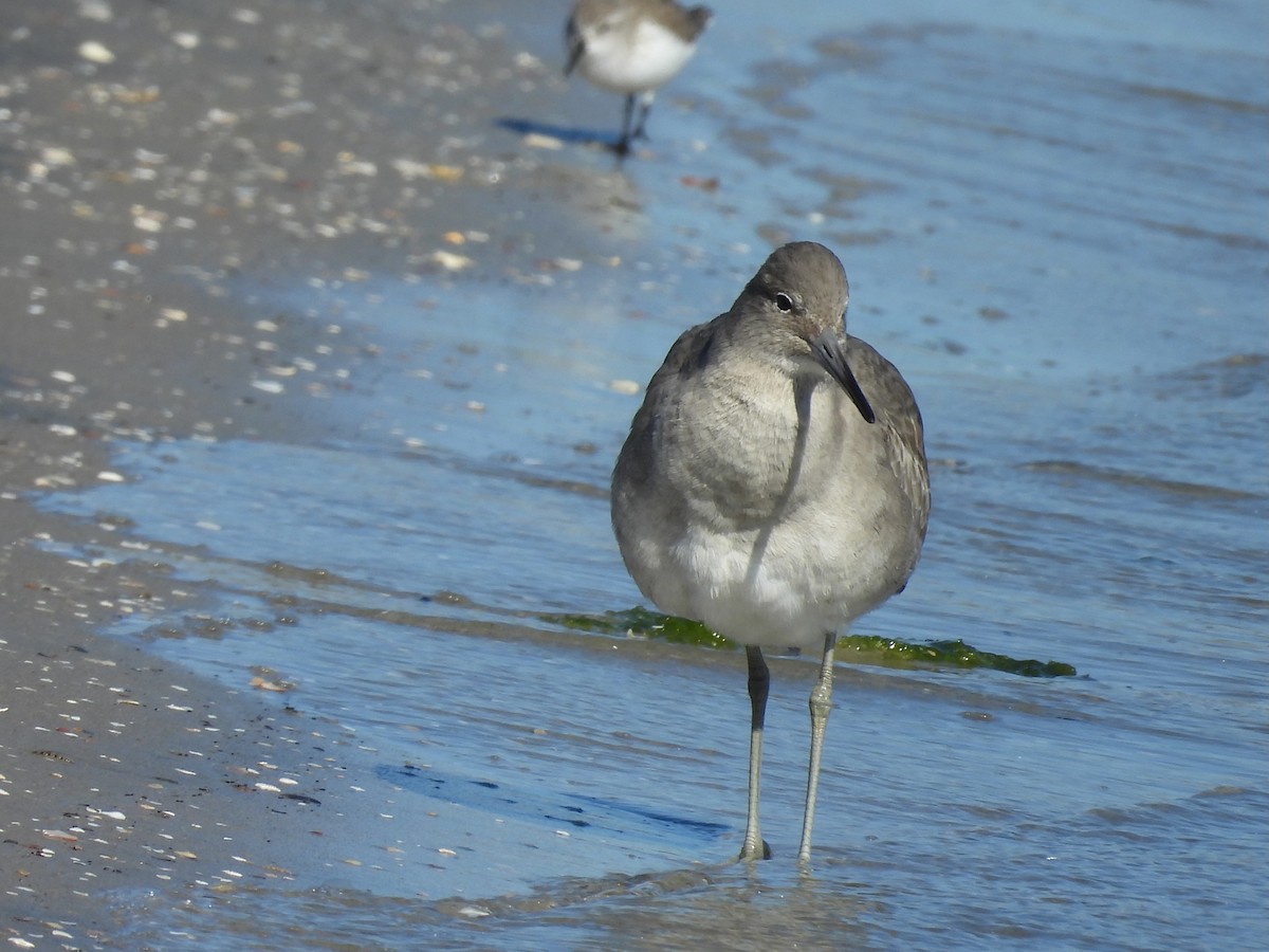 Playero Aliblanco - ML646496859