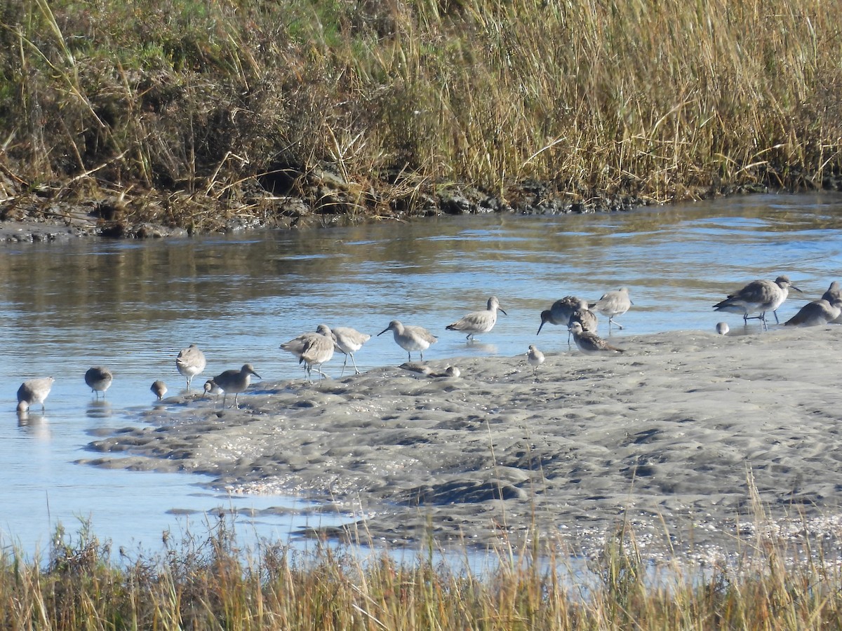 Playero Aliblanco - ML646496860