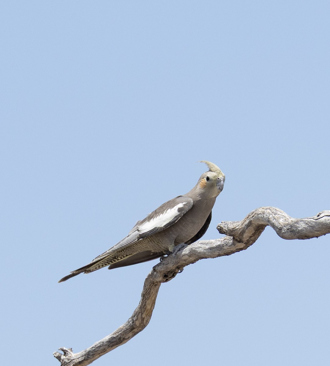 Cockatiel - ML646496870