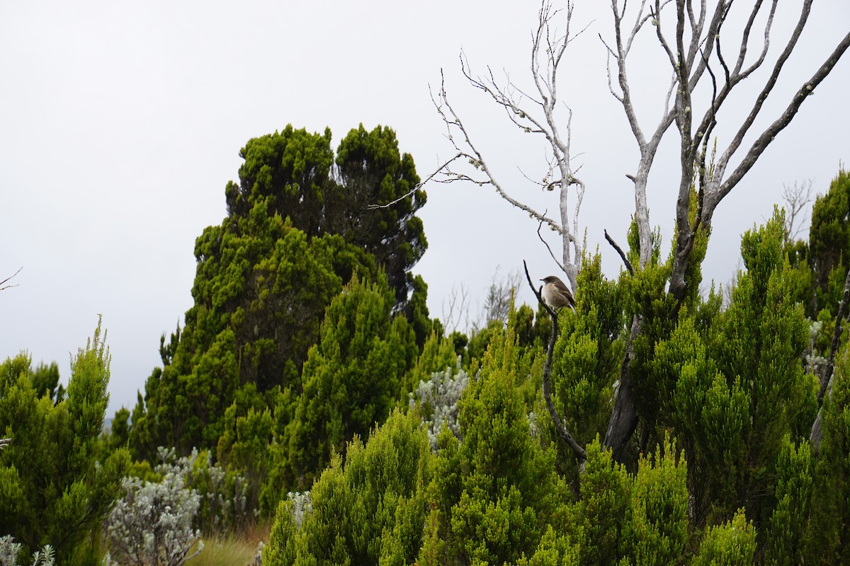 Moorland Chat - ML646496872