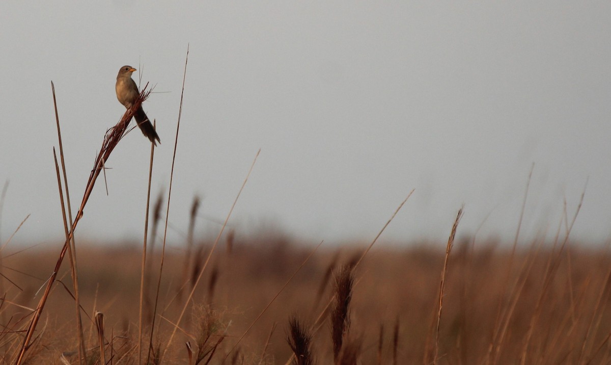 Coludo Colicuña - ML646496881