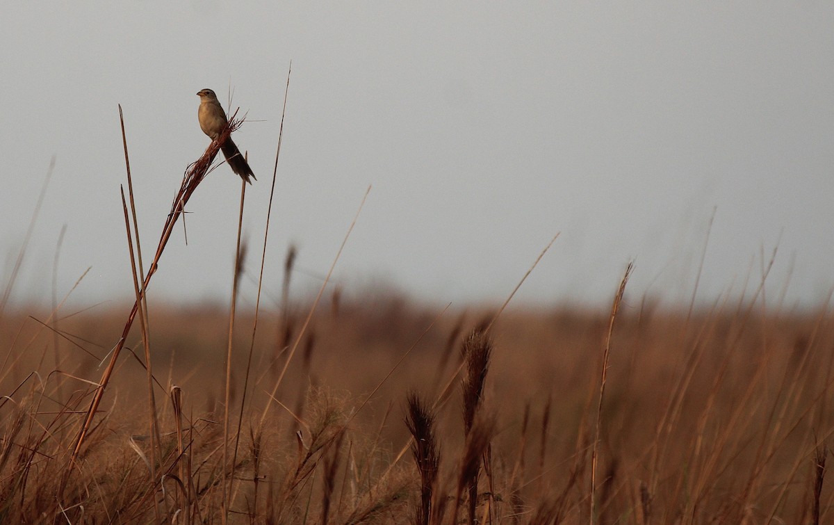 Coludo Colicuña - ML646496882