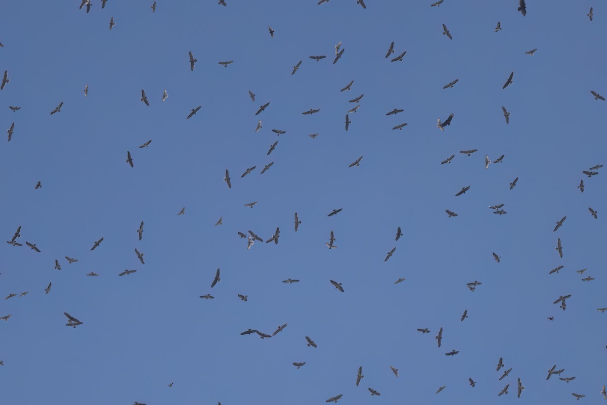 Urubu noir - ML646496884