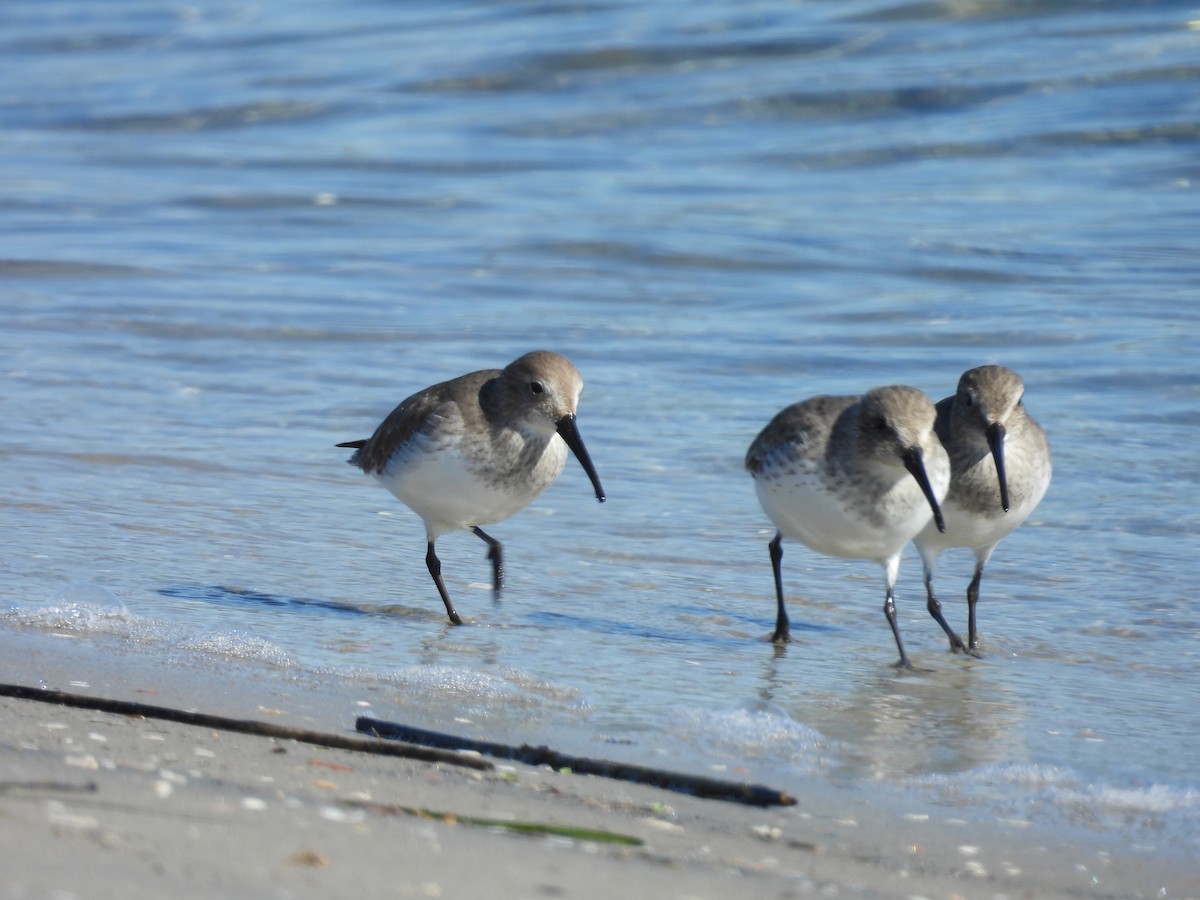 Correlimos Común - ML646496904