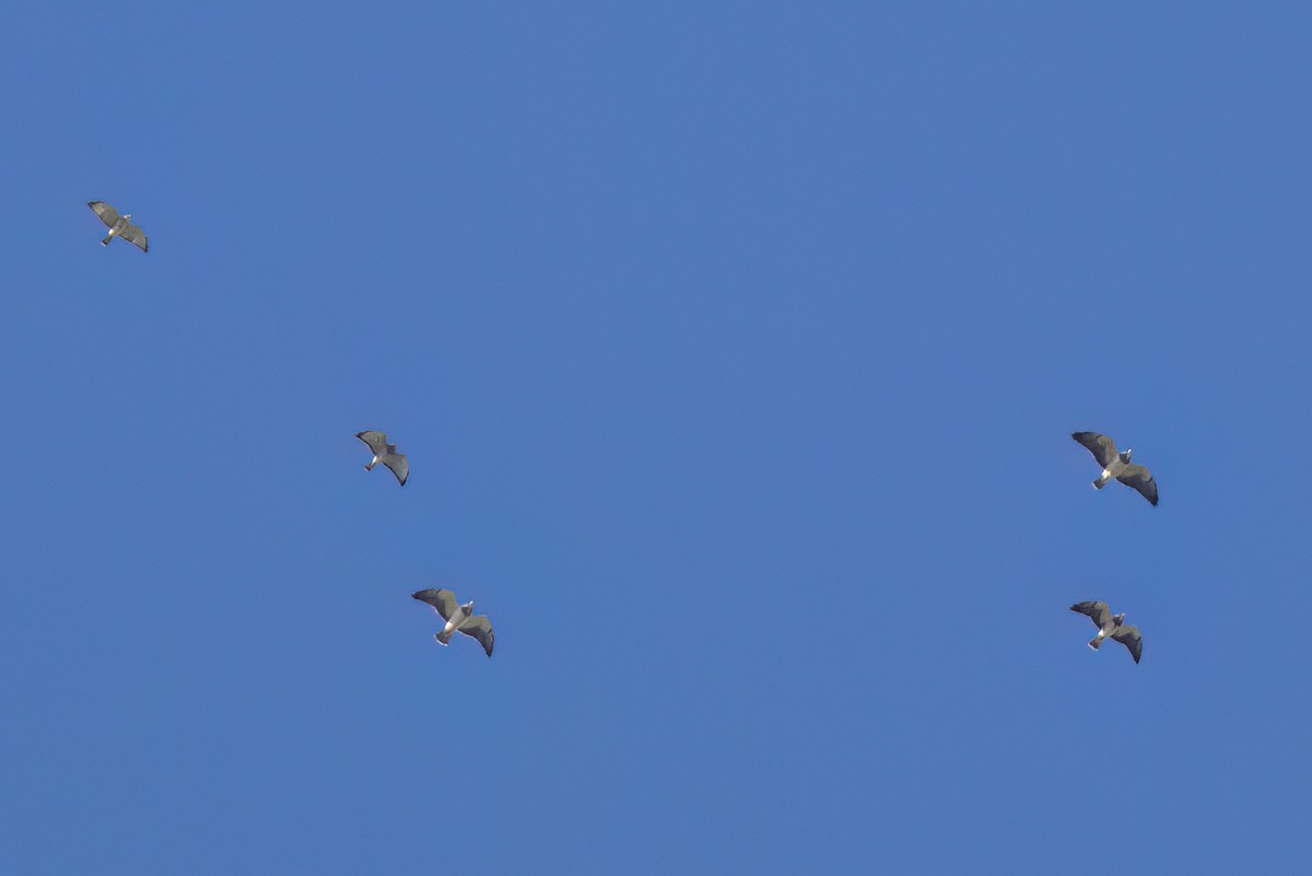 Broad-winged Hawk - ML646496912