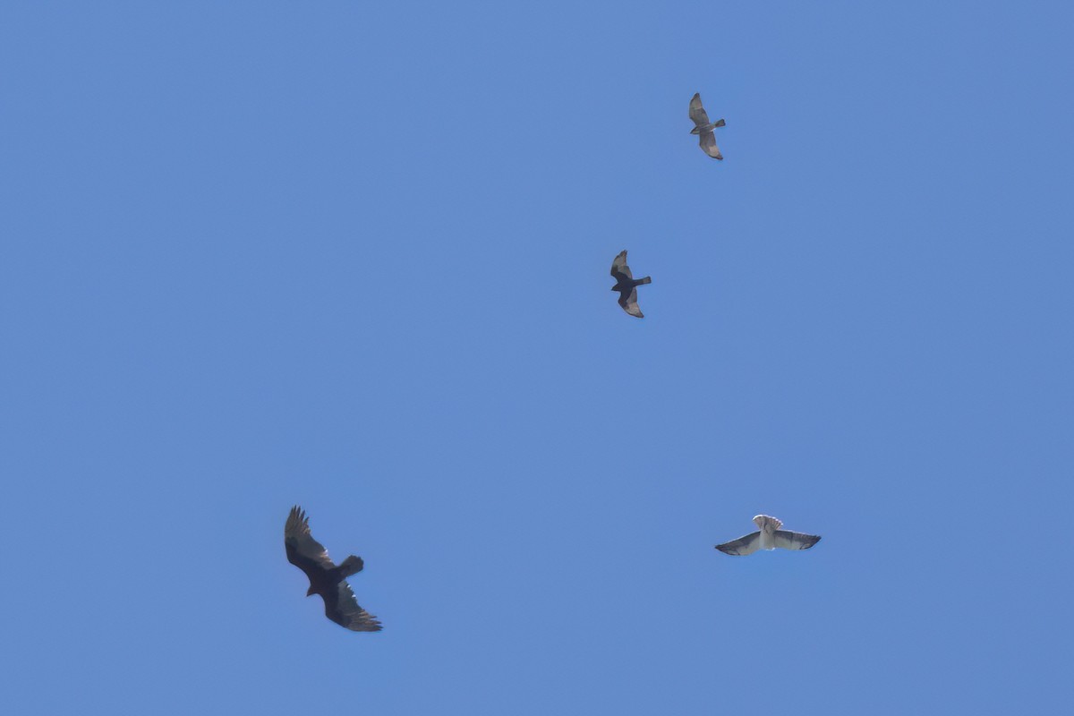 Broad-winged Hawk - ML646496913