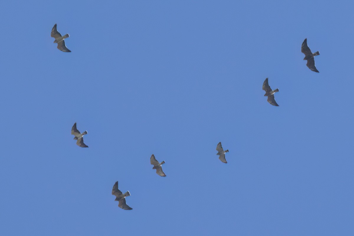 Broad-winged Hawk - ML646496914