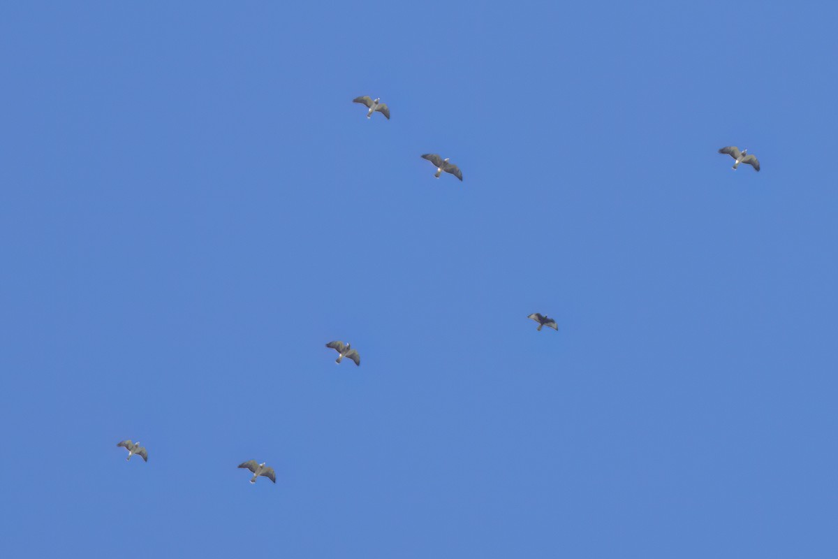 Broad-winged Hawk - ML646496916